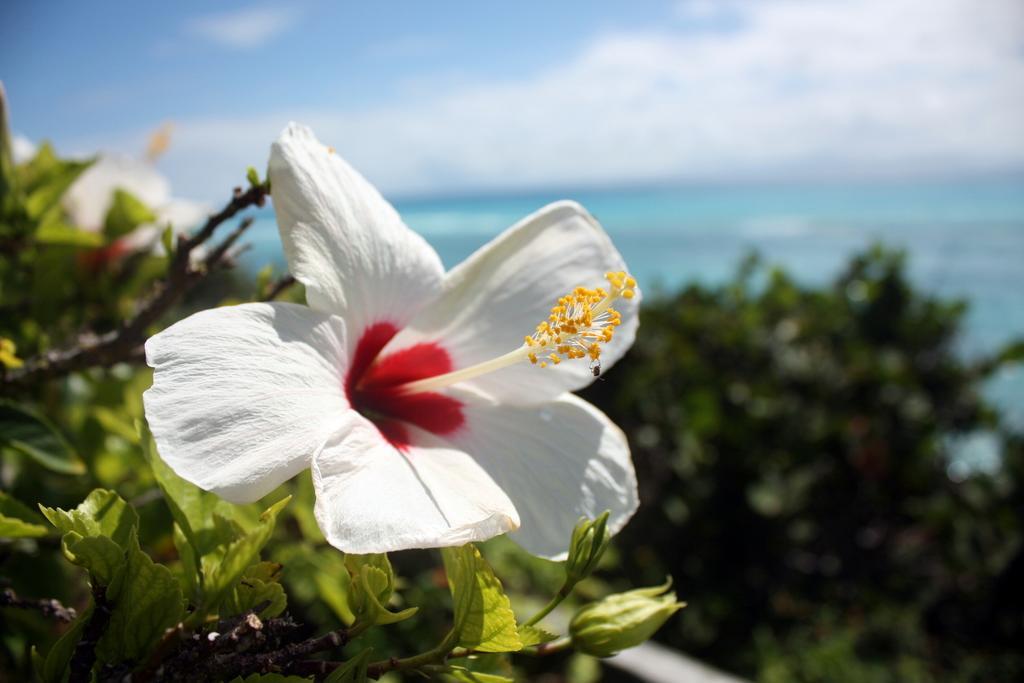 Surf Side Beach Club Mount Pleasant Buitenkant foto